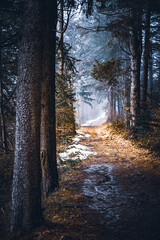 Dark moody night misty autumn forest landscape