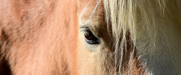 Portrait eines braunen Pferdes, Nahaufnahme Detail	 - obrazy, fototapety, plakaty