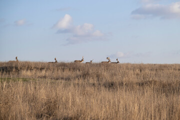 Fototapeta premium Herd of European fallow deer runs across the steppe
