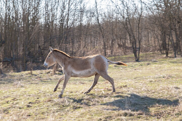 Naklejka na ściany i meble Onager (Equus hemionus) rides in Tarutinskaya steppe, Frumushika-Nova, Ukraine