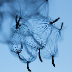 Obraz premium dandelion seed head