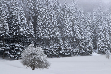 snow covered trees