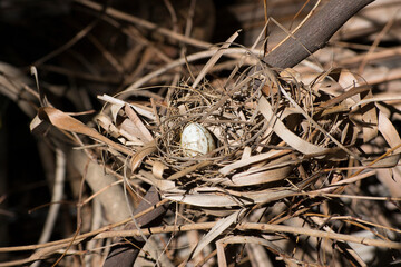 Egg on top of a nest made with dried leaves by the bird-winged cinnamon turtledove (Columbina minuta).