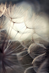 dandelion seed head macro