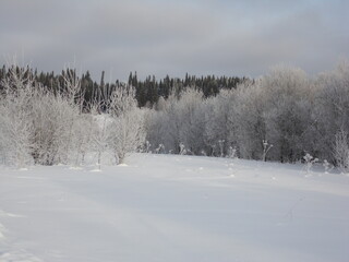 snow covered trees