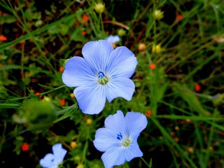 planta flor linum usitatissimum - linha&ccedil;a
