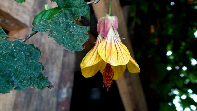 planta flor abutilon - lanterna chinesa e/ou japonesa 