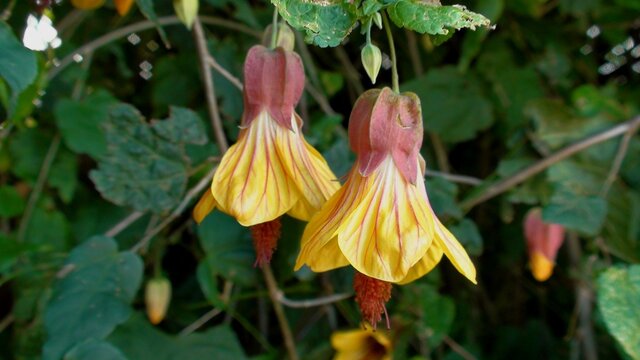 planta flor abutilon - lanterna chinesa e/ou japonesa 