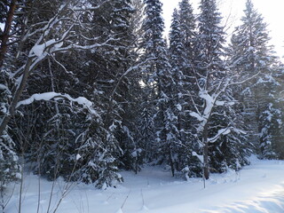 snow covered trees