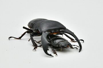 テイオウヒラタクワガタ
