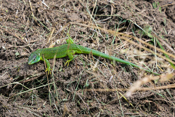 Fototapeta premium Western Green Lizard Lacerta bilineata in its natural habitat at slopes of Kaiserstuhl range of hills, Germany