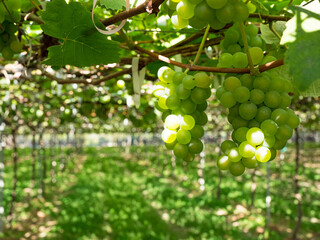 fresh grapes on vine at wineyard before harvesting.