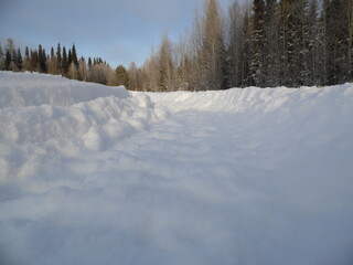 Obraz premium snow covered trees