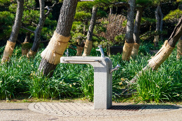 城ヶ島の松林　三浦半島最南端（神奈川県三浦市）