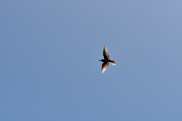 European bee-eater, Merops apiaster, backlit, in the surroundings of Bellus, Spain.