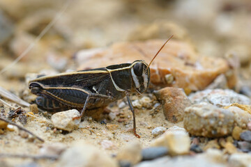 Closeup on a gorgeous colored Barbarian grasshopper, Calliptamus barbarus from the Gard, France