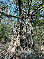 Old tree trunk in the forest, Scary Place Tree