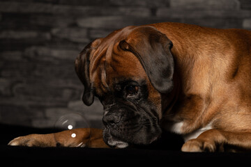 deutscher Boxer und die Seifenblase