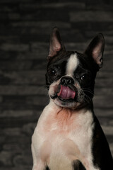 Boston Terrier Schnappschuss