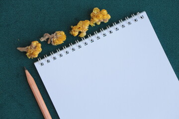 White blank spiral notebook, lead pencil and golden dwarf everlast flower. Tidewater Green...