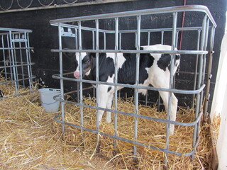 K&auml;lbchen hinter Gitter