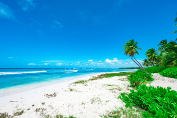 caribbean sea palm trees paradise