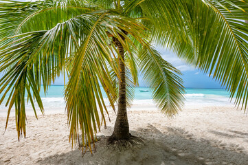 Fototapeta na wymiar caribbean sea palm trees paradise