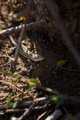 Soft focused close up shot of green lizard among dry leaves and branches of tree in forest