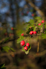 Beautiful rose-hip or dog rose branches with red berries in sunrays light on blurry forest background. Beauty of nature, useful berries.