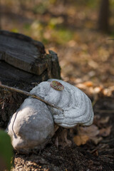 Soft focused close up shot of burl, burr, parasite fungi caused disease, deformation on a tree...