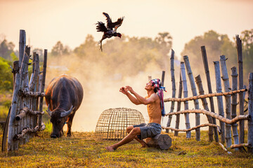 Lifestyle of Asian concept. A man raising a Fighting cock Thailand. Asian farmer training his...