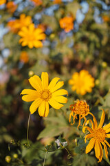 Mexican Sunflower with blue sky on the mountain. Close-up Tree Marigold or at Mae moh, Lampang, Thailand. Beautiful landscape.