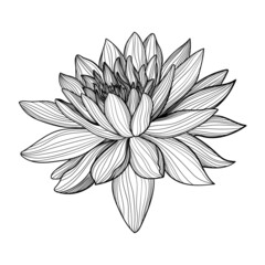 flower petals line flora plant bud