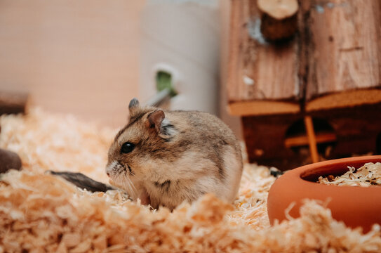 「ハムスターしっぽ」の画像 - 360 F 476994607 AUskgTn3aHohzrzjUKlIvXScZICHR1tv 「ハムスターしっぽ」の画像 - 360 F 476994607 AUskgTn3aHohzrzjUKlIvXScZICHR1tv