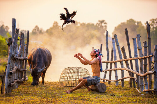 Lifestyle of Asian concept. A man raising a Fighting cock Thailand. Asian farmer training his fighting cock by water.