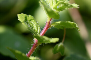 Birdeye speedwell herb ( Veronica persica ) close-up with trichomes on its red stem and green hilarious leaves