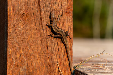 Lizard basking in the sun
