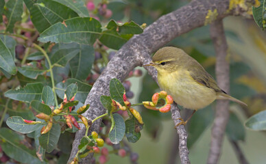 Willow Warbler (Phylloscopus trochilus), Greece