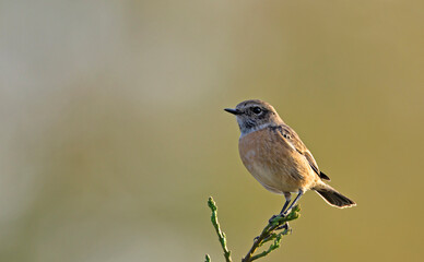 Common Stonechat - Saxicola rubicola, Crete