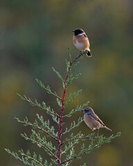 A couple of Common Stonechats - Saxicola rubicola, Crete