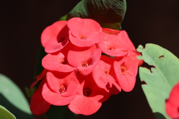 Euphorbia milii, the crown of thorns, Christ plant, or Christ thorn, is a species of flowering plant in the spurge family Euphorbiaceae, native to Madagascar.