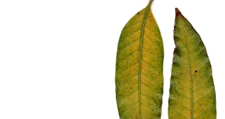 leaf isolated on white background	