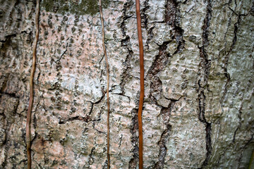 Appearance and texture of large trees