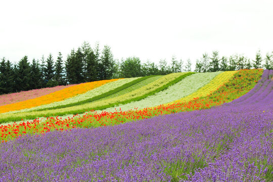 北海道　ラベンダー畑の自然風景