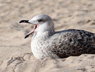 Juvenile Herring Gull