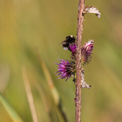 Bumblebee pollinating flowers. 