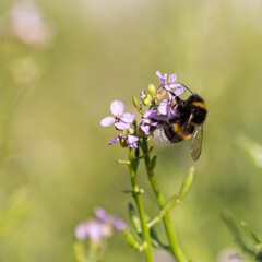 Bumblebee pollinating flowers. 