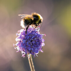 Bumblebee pollinating flowers. 