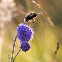 Bumblebee pollinating flowers. 