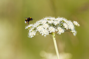 Bumblebee pollinating flowers. 